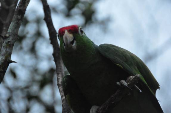 Papagaio panamenho, na região de Boquete, no Panamá